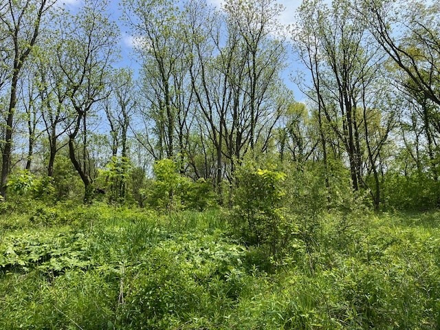View of the lot from the road