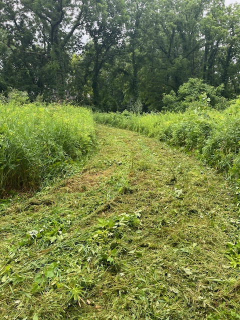 Mowed path along the west side of the lot